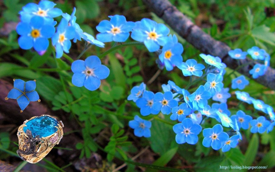 Незабудка альпийская myosotis alpestris