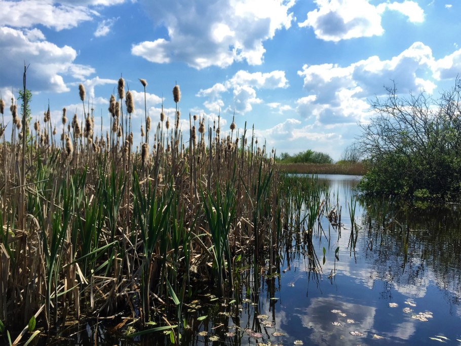 Болота Белевские камыши Хакасия
