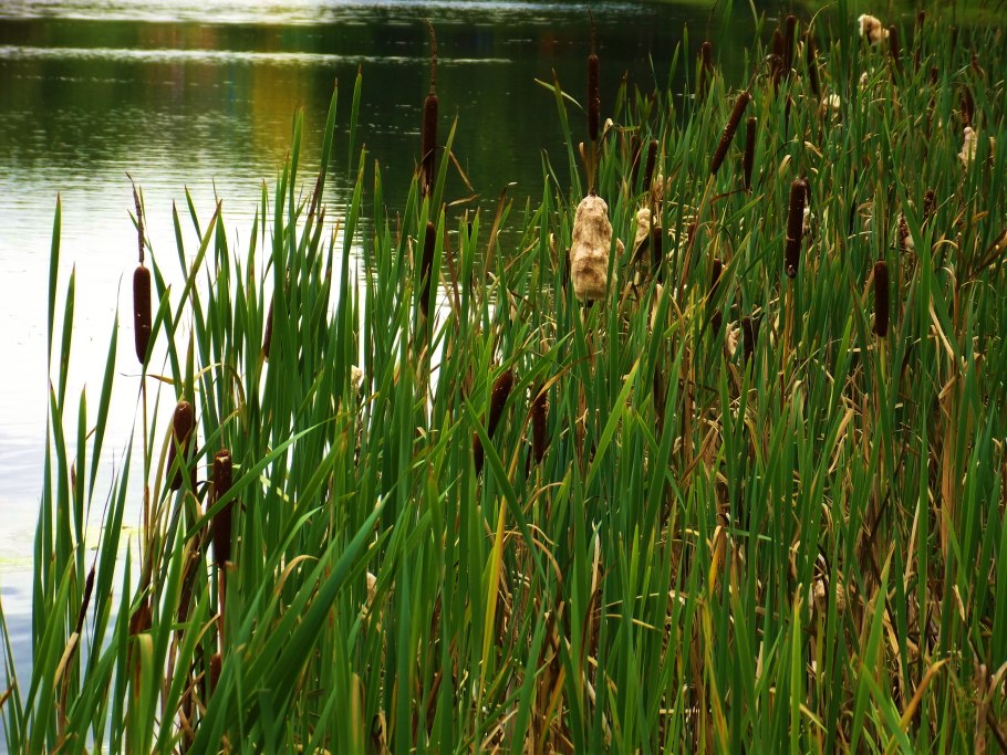 Рогоз узколистный