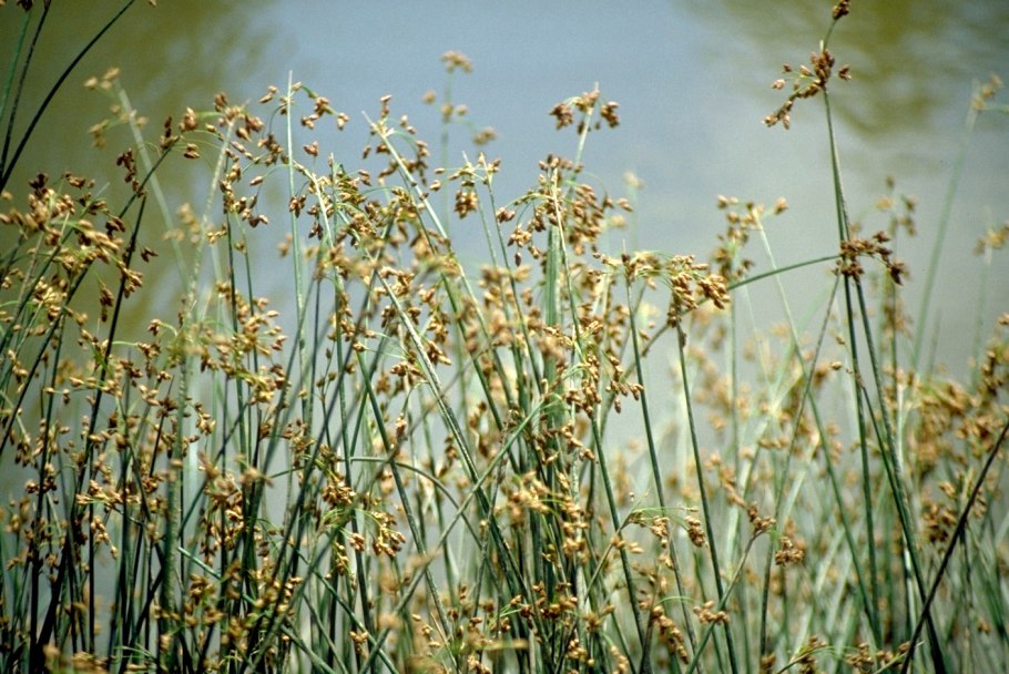 Водные растения водные растения камыш рогоз тростник