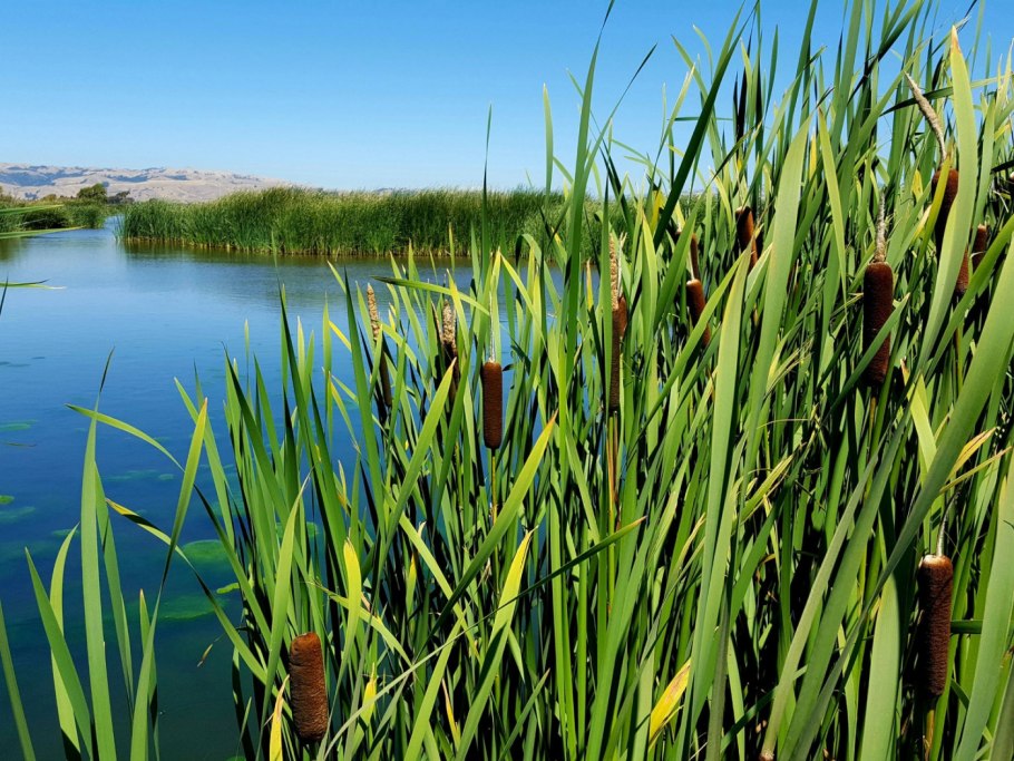 Рогоз, тростник, Сусак