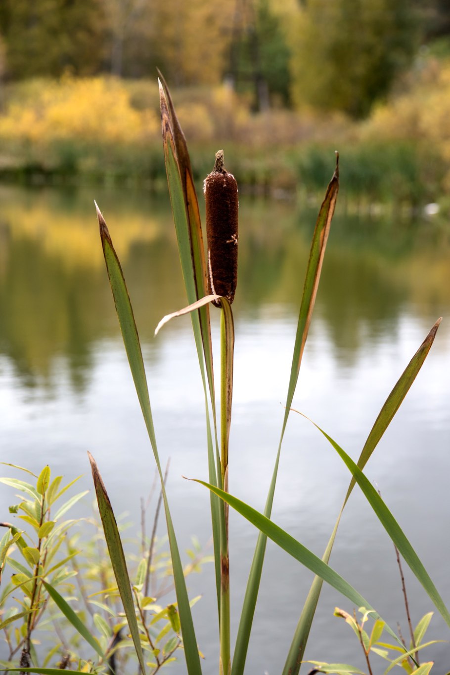 Рогоз Озерный
