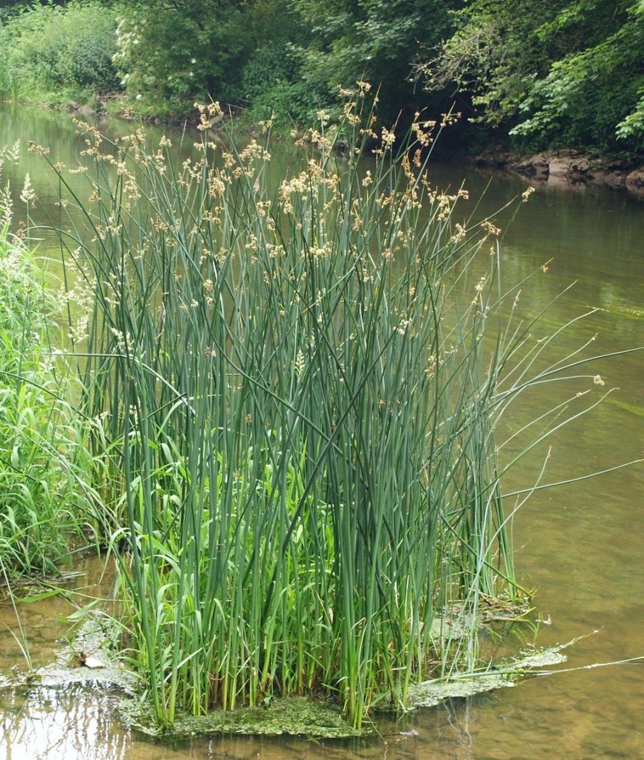 Камыш рогоз чакан