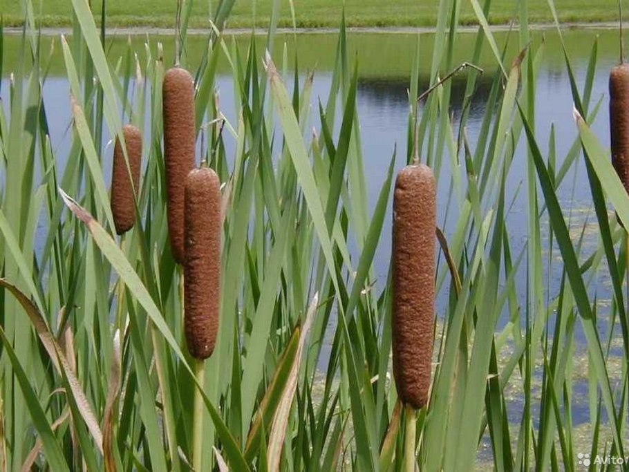 Рогоз узколистный (Typha angustifolia)