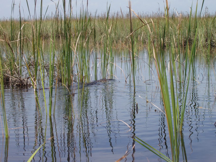 Рогоз Осока