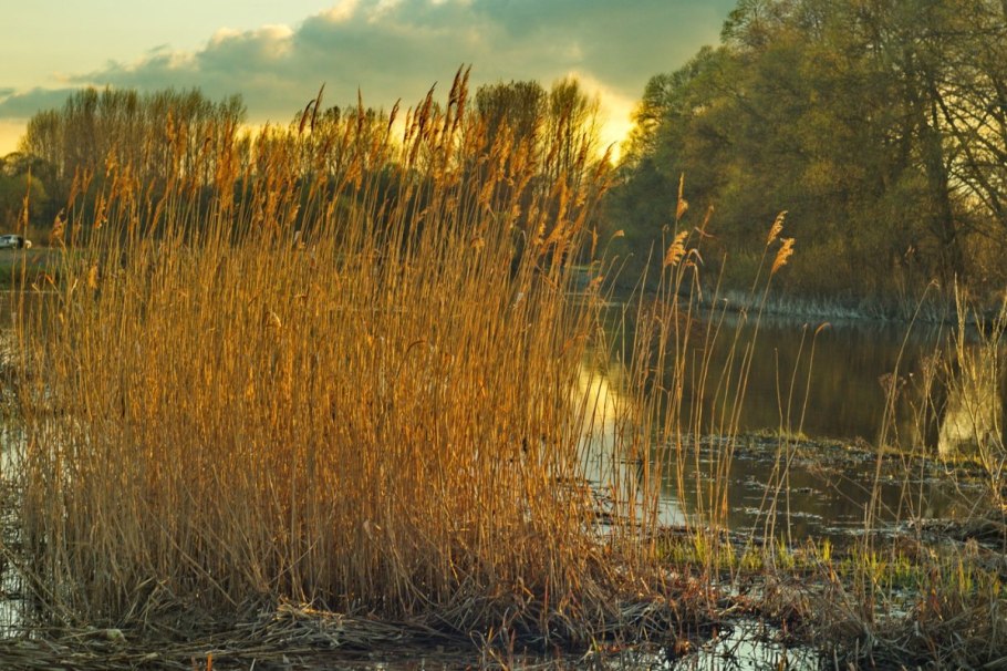 Камыш и тростник