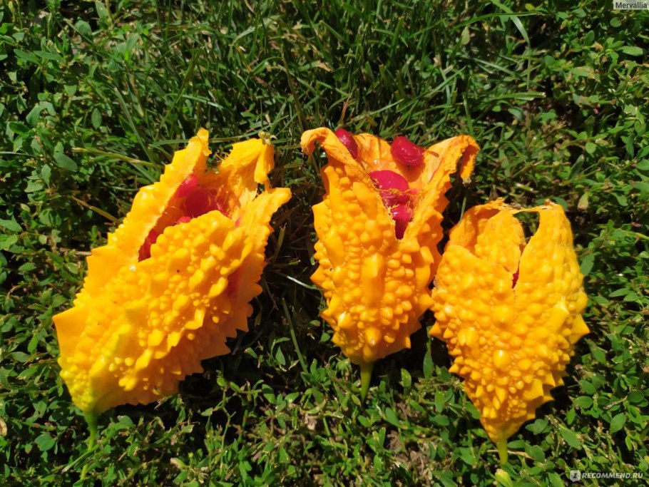 Момордика бальзамическая