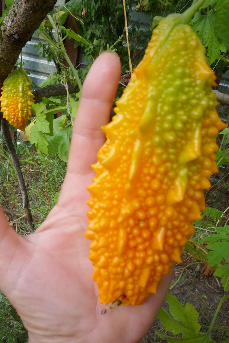 Момордика цветет