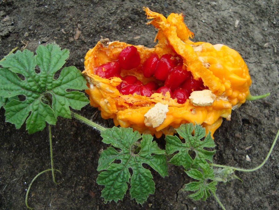 Крымский огурец момордика