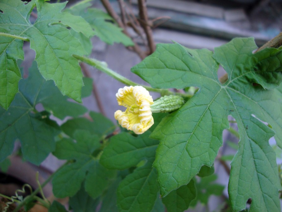 Momordica charantia