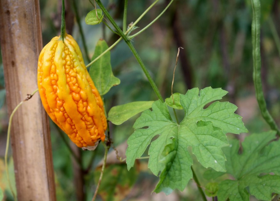 Момордика Найя