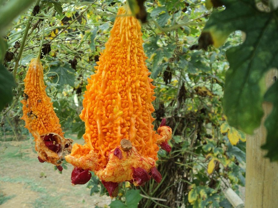 Горькая дыня момордика