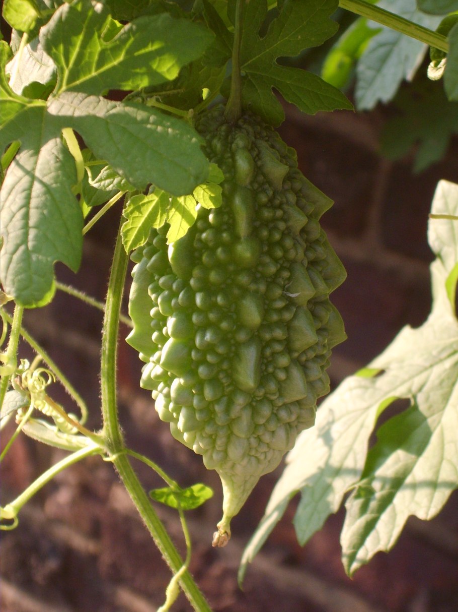 Момордика харанция