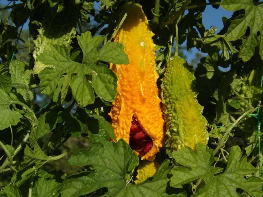 Момордика бешеный огурец