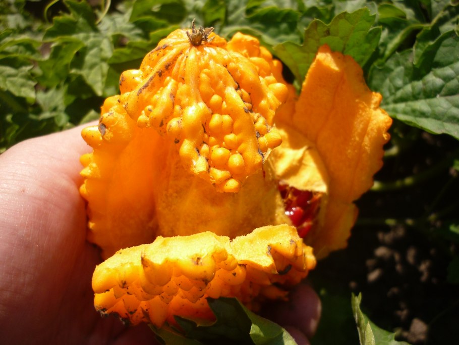 Момордика Найя