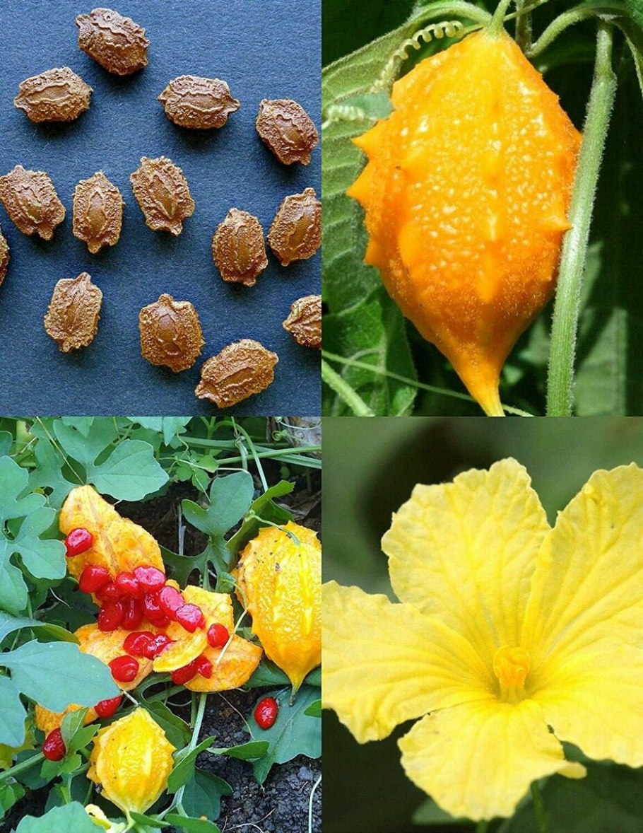 Момордика желтый дракон