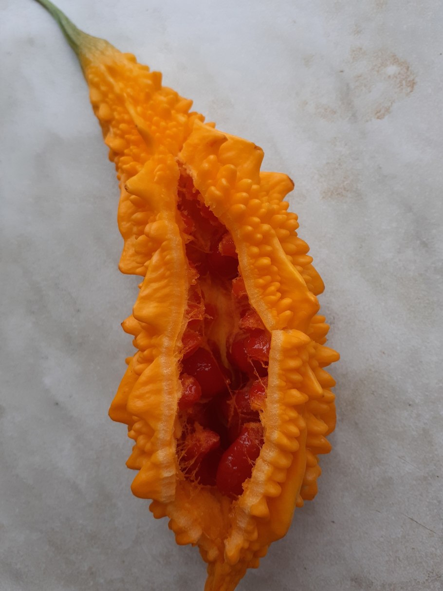 Индийский гранат момордика