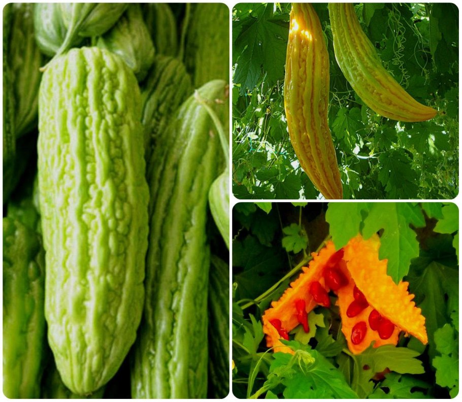 Индийский огурец момордика