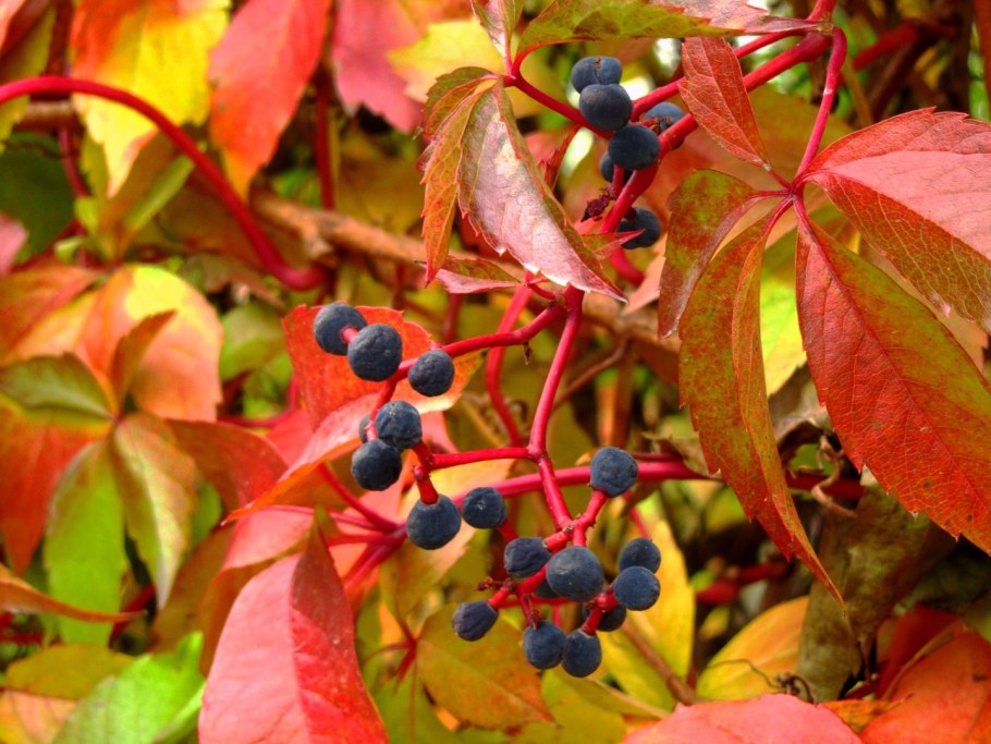Девичий (пятилисточковый) виноград ягоды