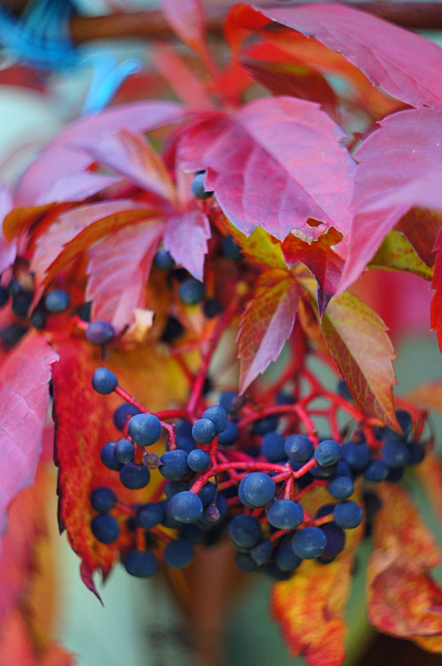 Виноград девичий (Parthenocissus inserta)