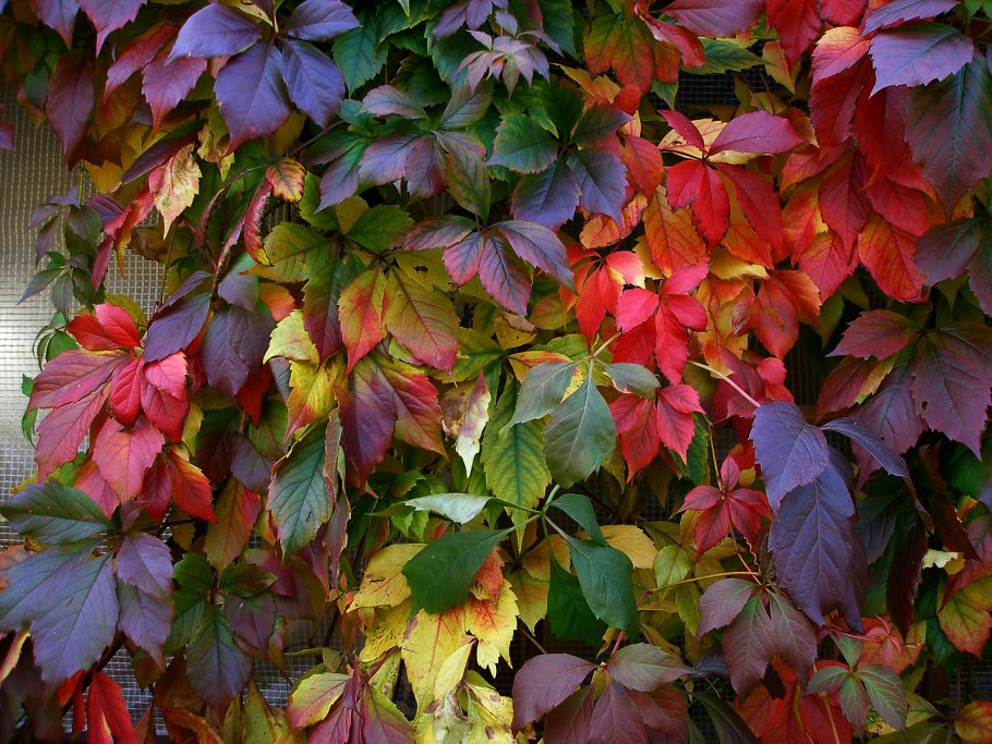 Девичий (пятилисточковый) виноград ягоды