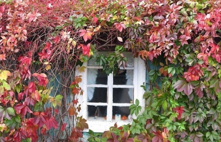 Девичий виноград пятилисточковый на доме