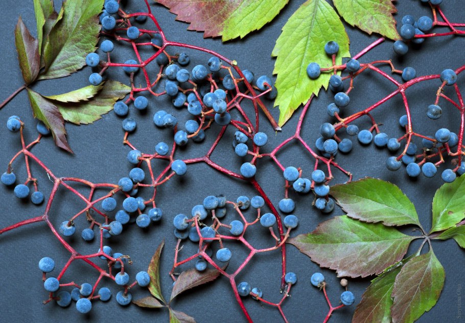 Дикий виноград плодоносит