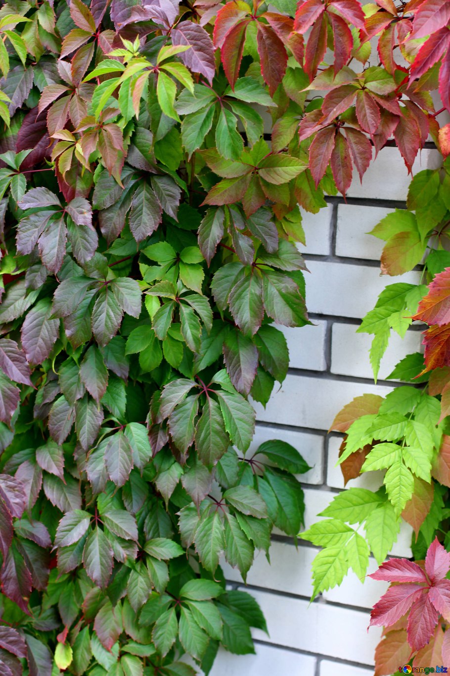 Плющ девичий виноград