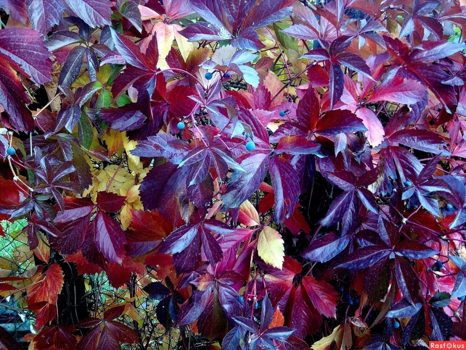 Девичий виноград триостренный