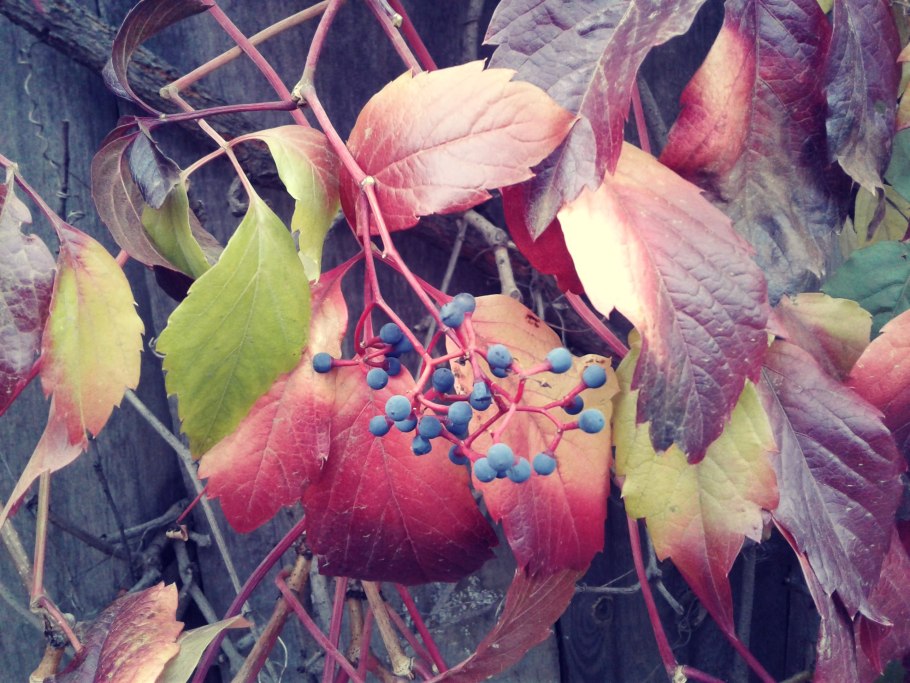 Девичий (пятилисточковый) виноград ягоды