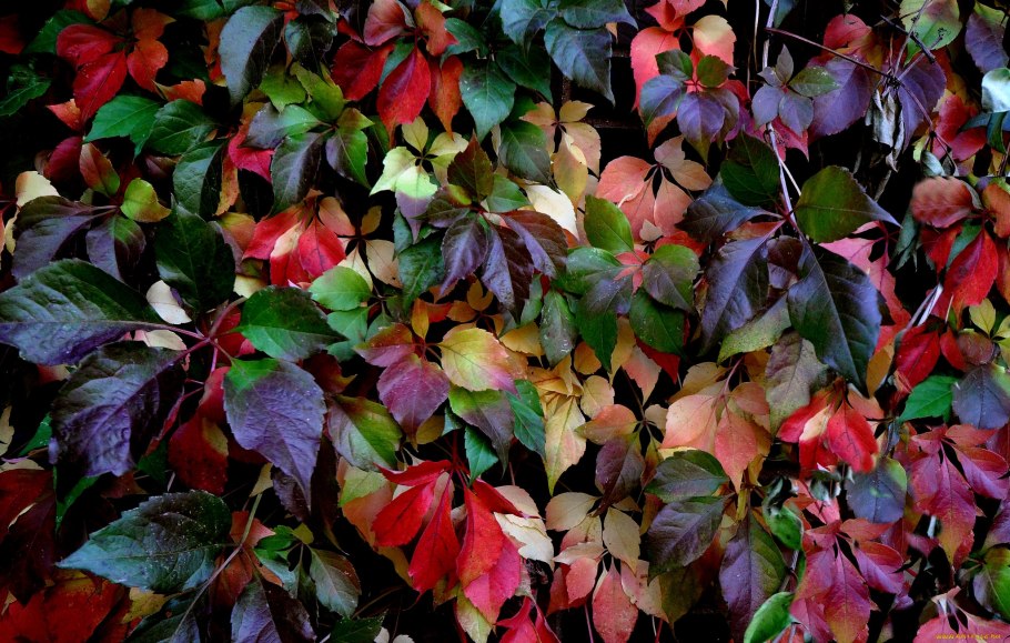 Девичий виноград пятилисточковый