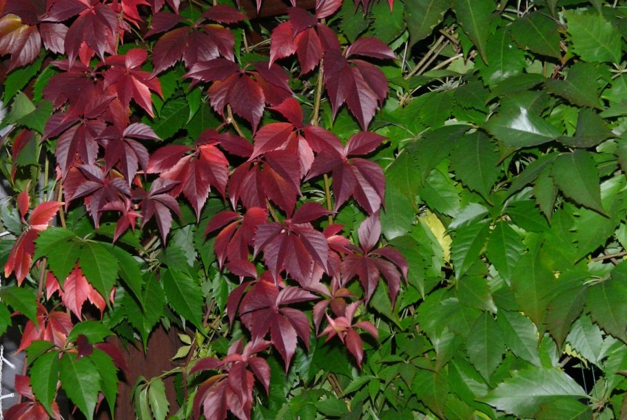 Девичий виноград parthenocissus quinquefolia
