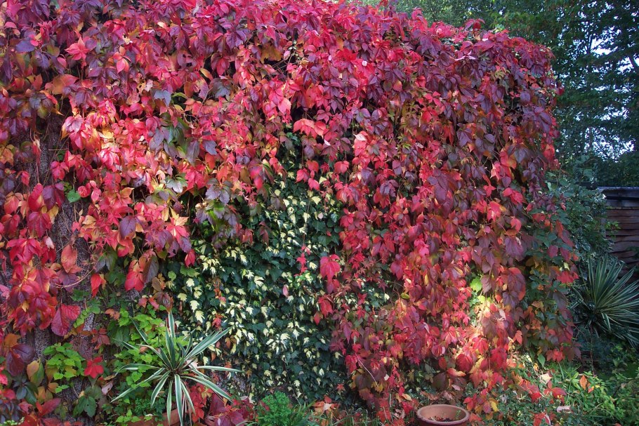 Виноград девичий пятилисточковый parthenocissus quinquefolia