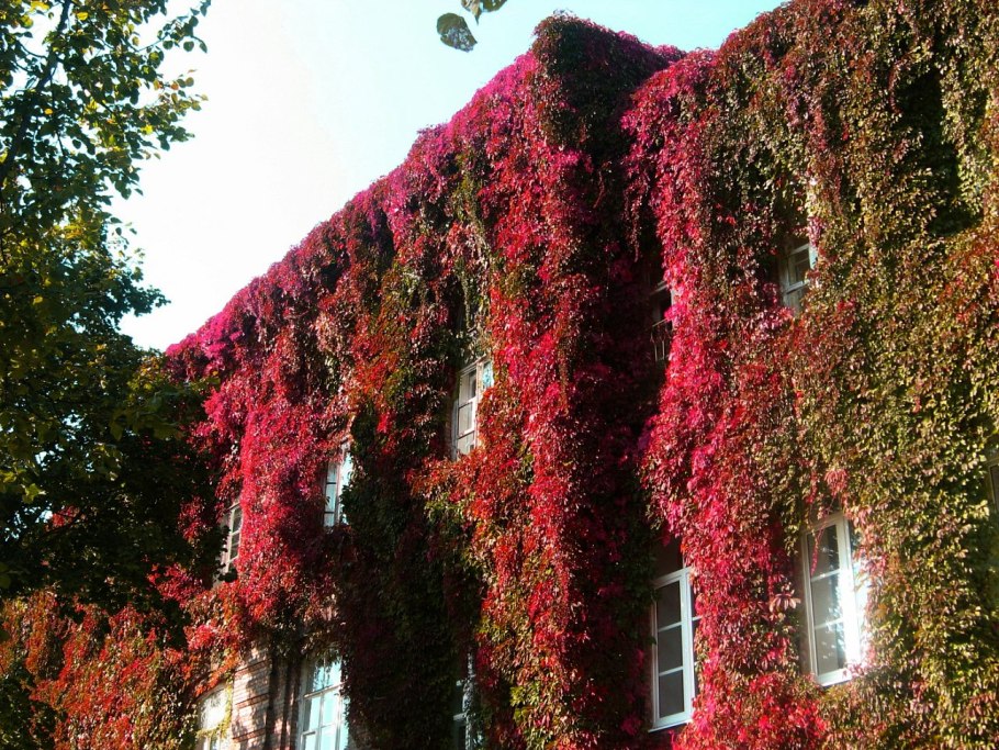 Девичий виноград пятилисточковый лист