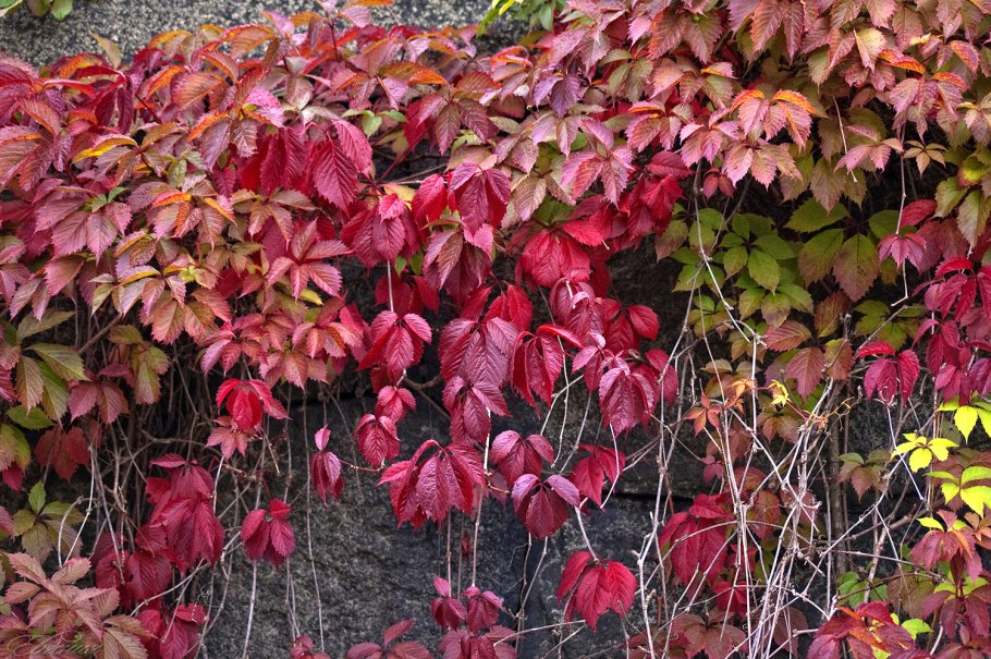 Девичий виноград пятилисточковый лист