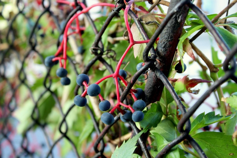 Девичий виноград