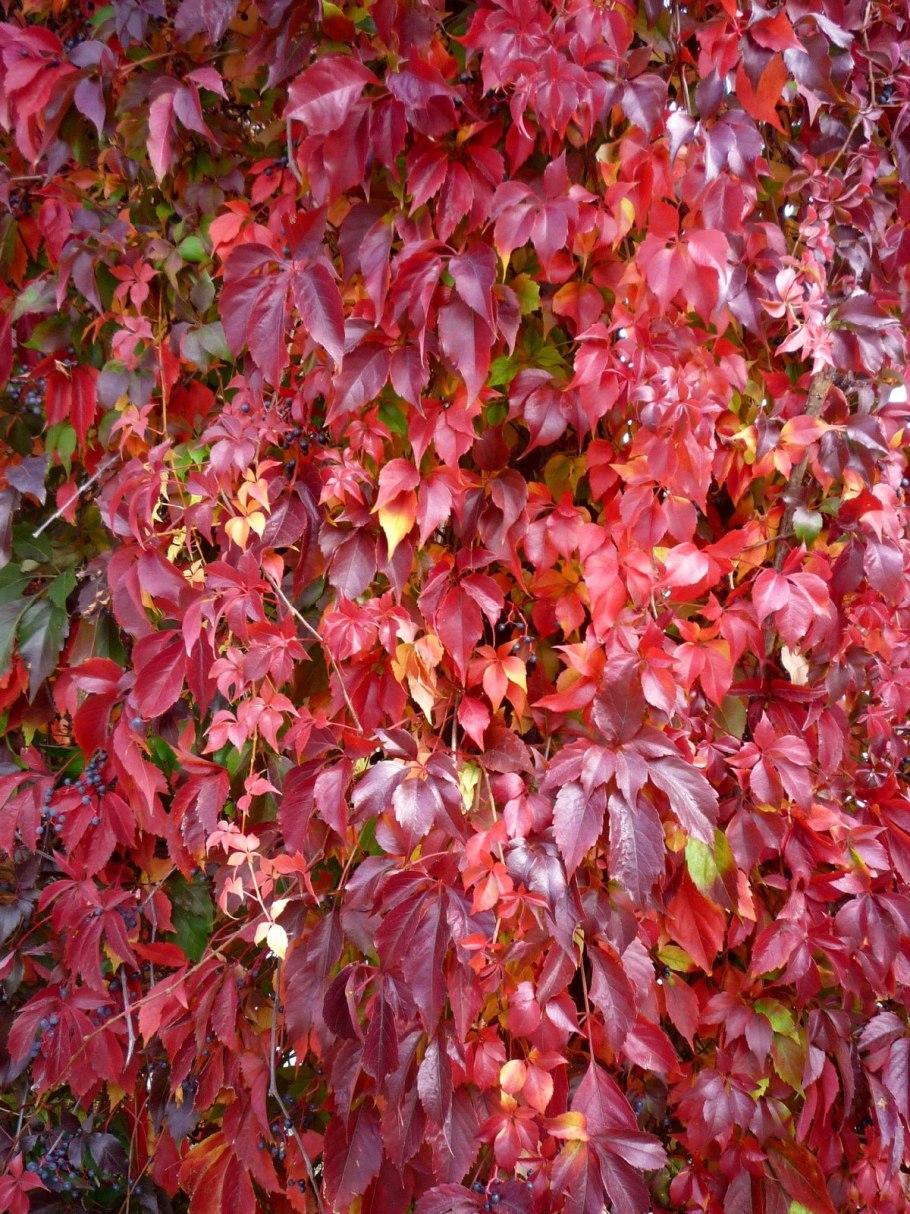 Девичий виноград Санкт-Паули