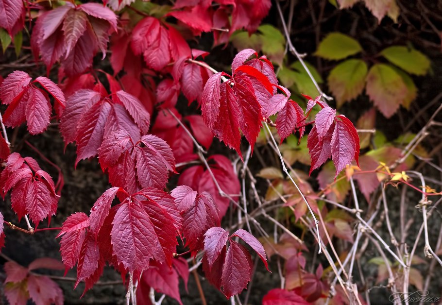 Девичий виноград осень