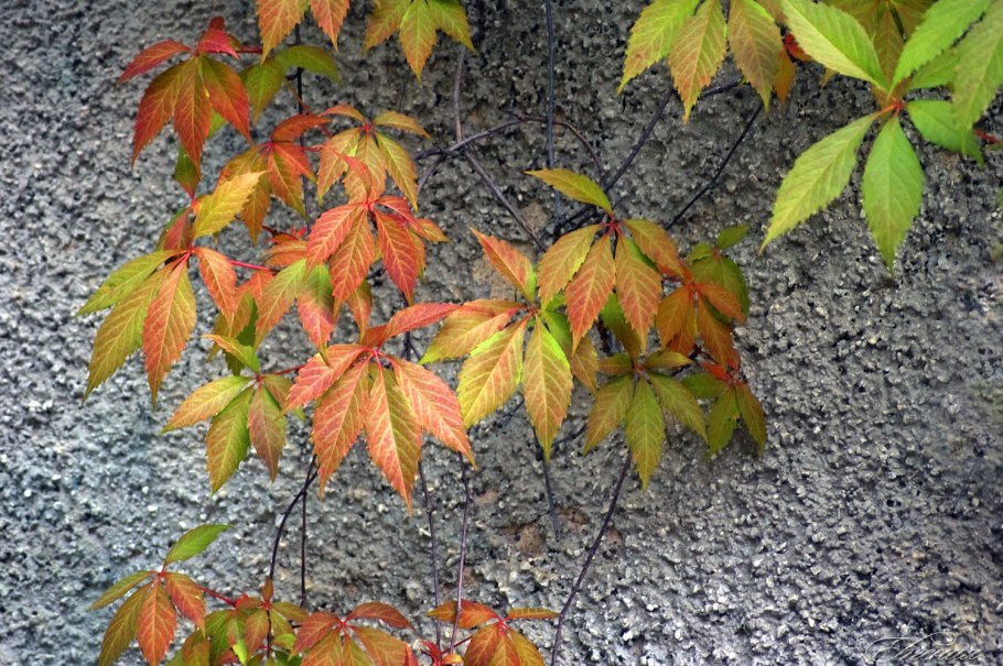 Виноград девичий стенной