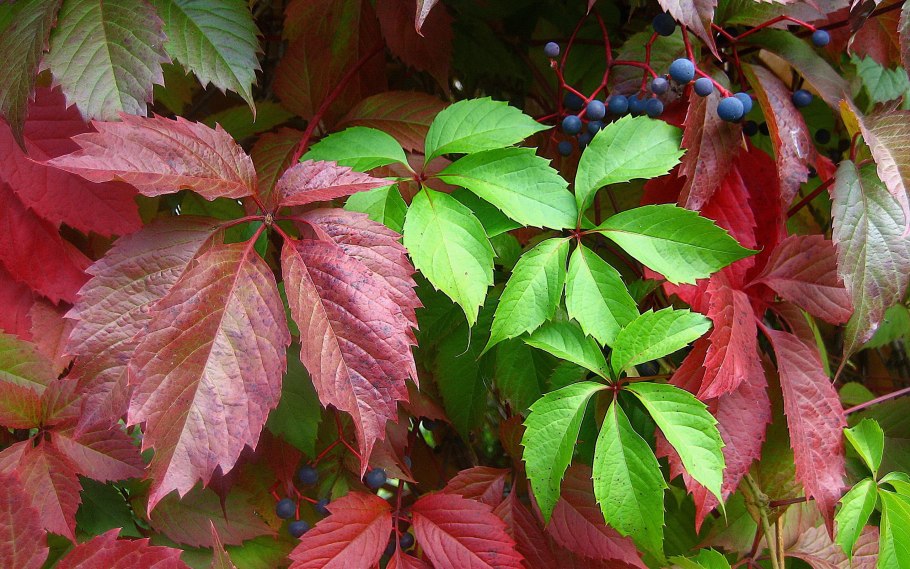 Плющ девичий виноград