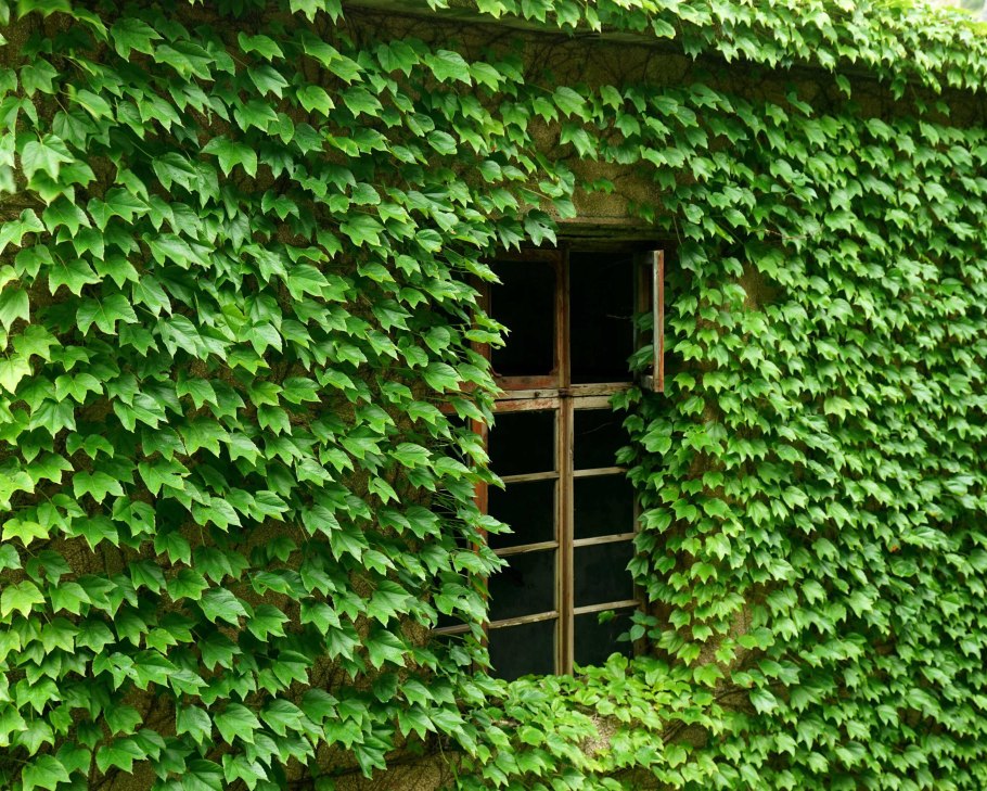 Девичий виноград звездопад