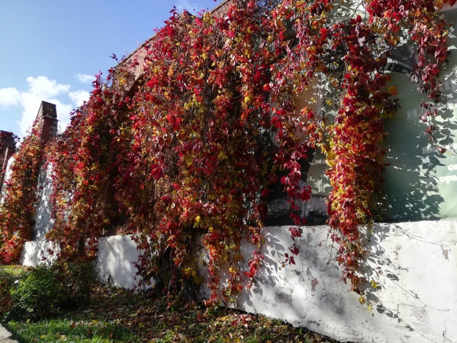 Девичий виноград пятилисточковый