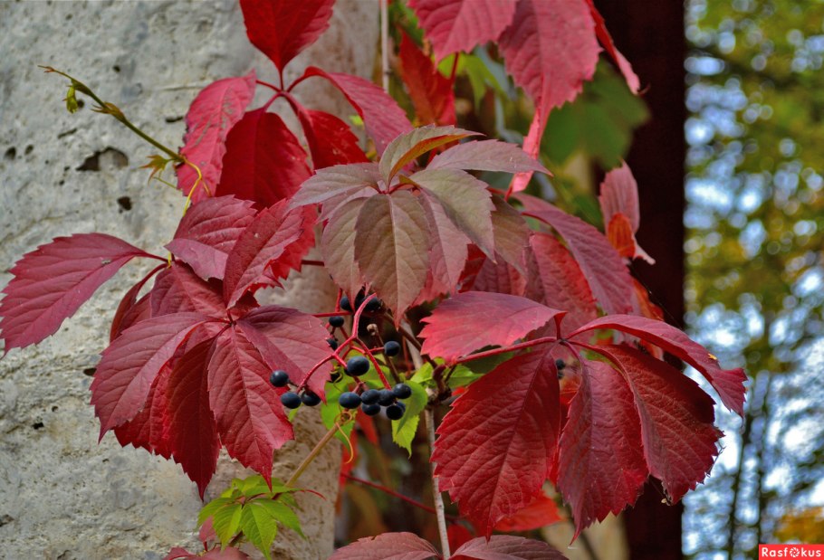 Виноград девичий Муром
