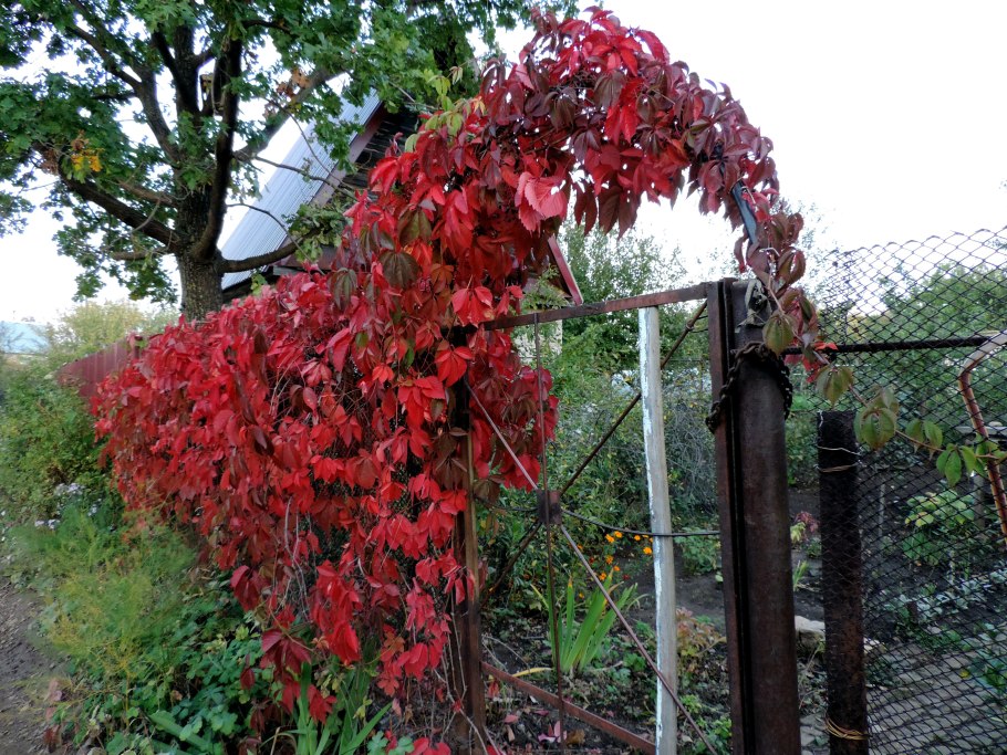 Виноград пятилисточковый