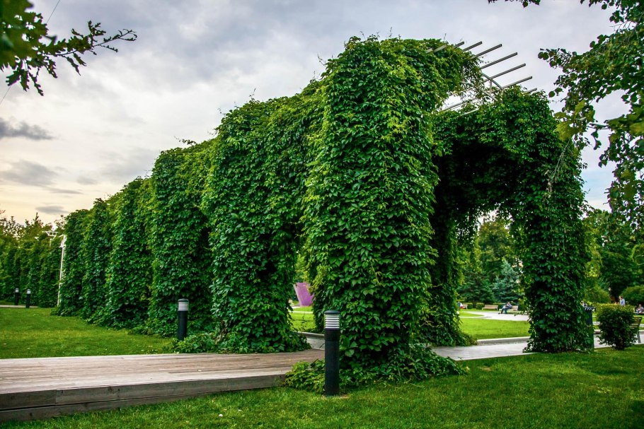 Виноград девичий пятилисточковый Parthenocissus quinquefolia