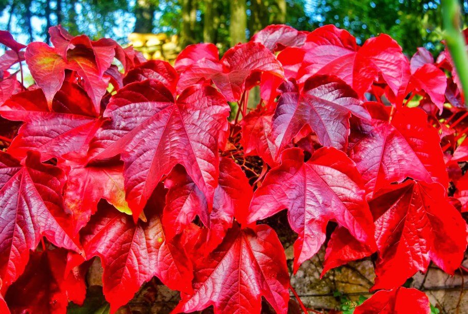 Девичий виноград Грефшейм