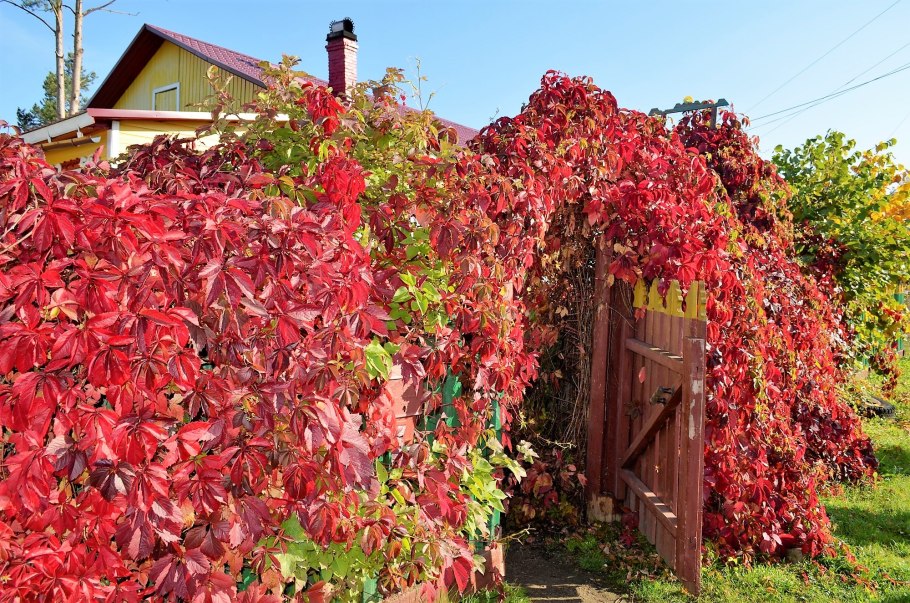 Девичий виноград пятилисточковый