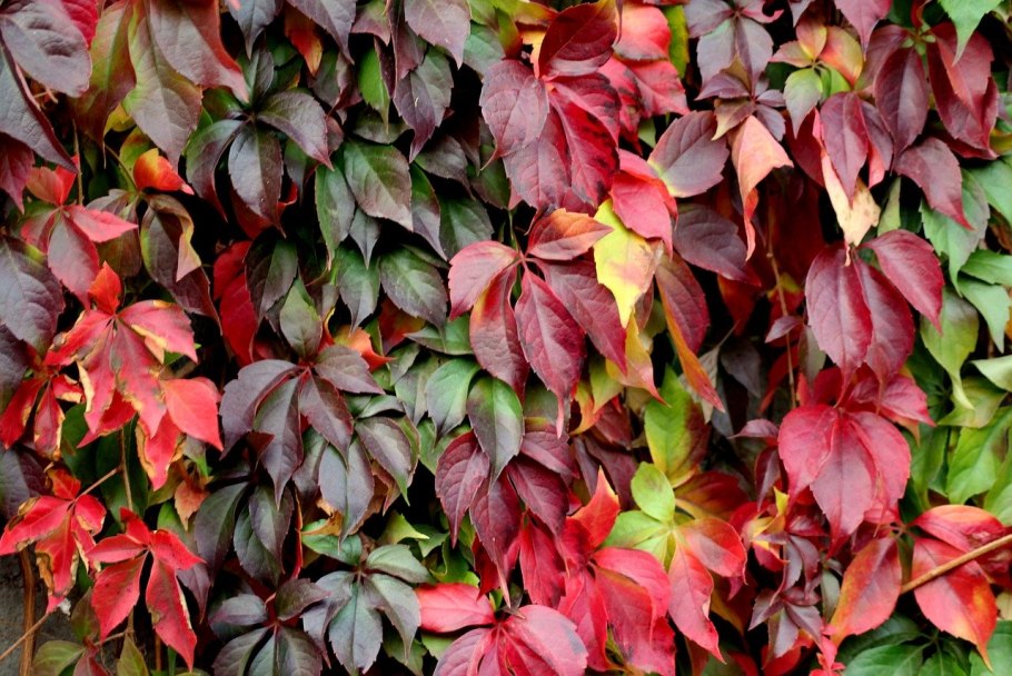 Виноград девичий (Parthenocissus)