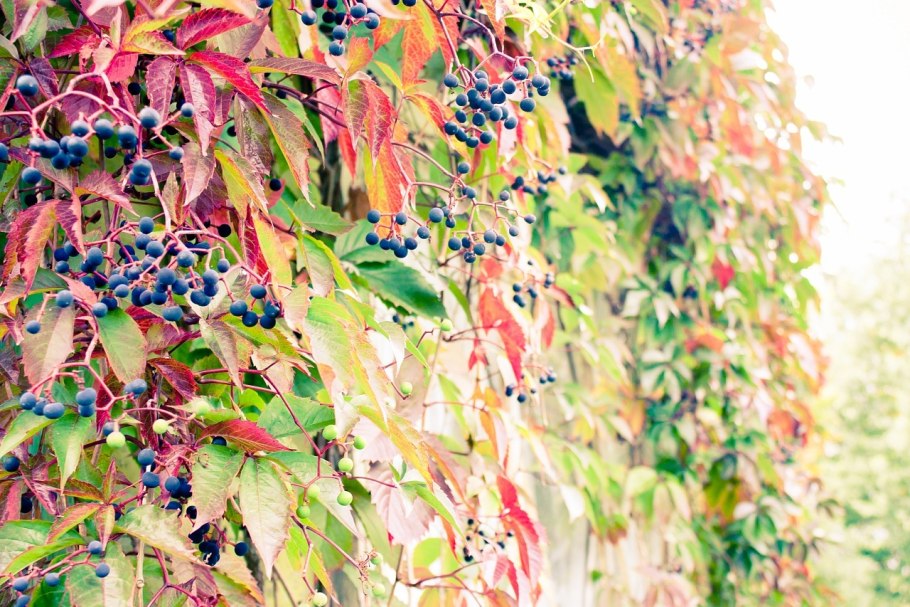 Виноград девичий пятилисточковый Мурорум