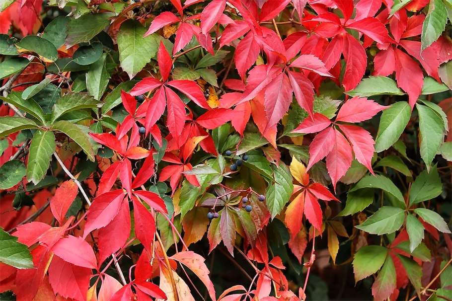 Виноград девичий пятилисточковый parthenocissus quinquefolia